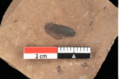 Foto (Detailansicht) von Pinus latoniae Ettingshausen (NHMW-GEO-2024-0188-0342)